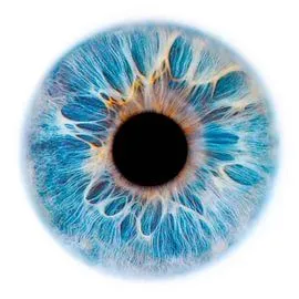 Интерфейс WebWellness