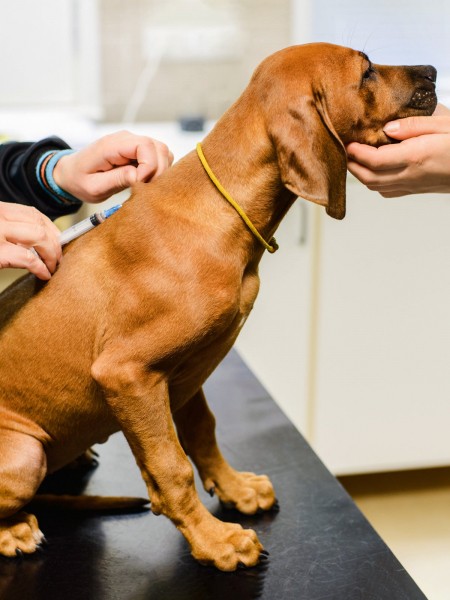 Vaccine hesitancy spills over to pets