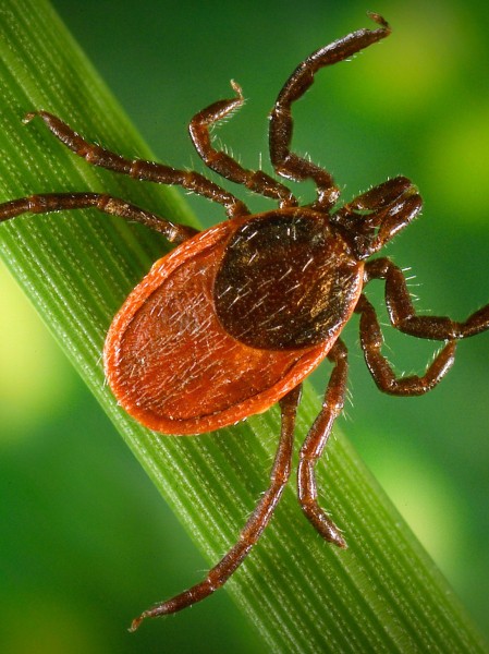 We can’t let misinformation kill the new Lyme disease vaccine